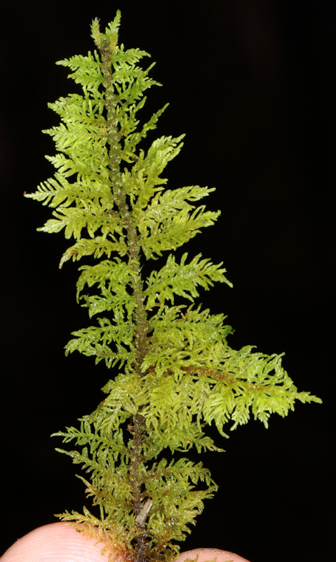 Thuidium delicatulum